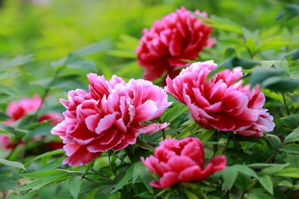 家養牡丹花種植方法，最基本的五大技巧缺一不可