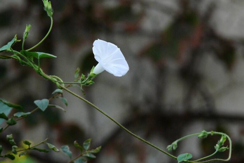 夕顏花是牽牛花嗎，不是/夕顏花是一種比較凄涼的花朵