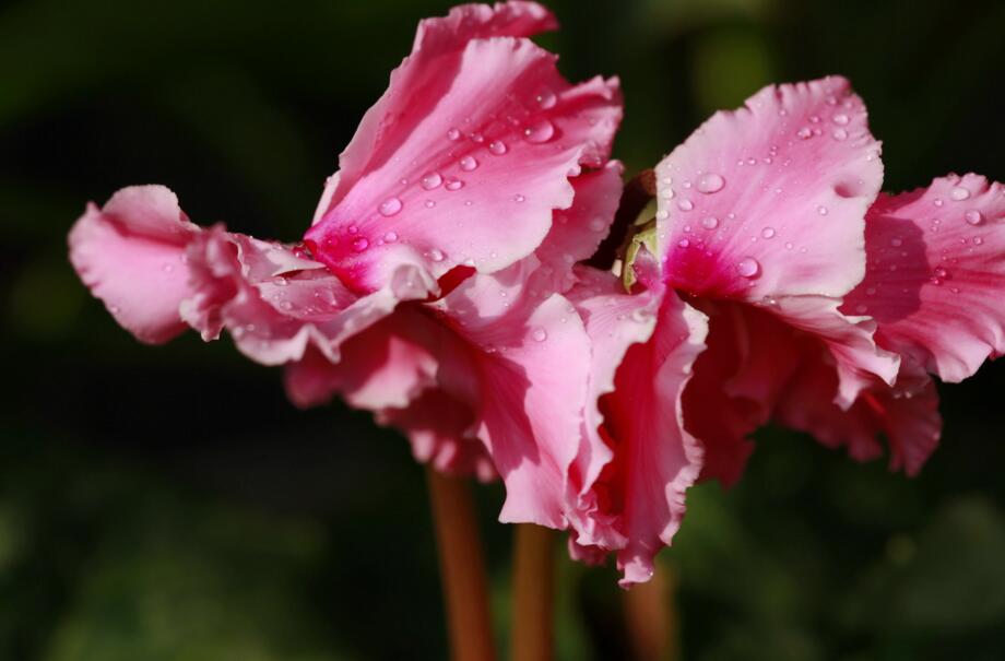 仙客來幾月份開花，集中在冬天這個季節開花