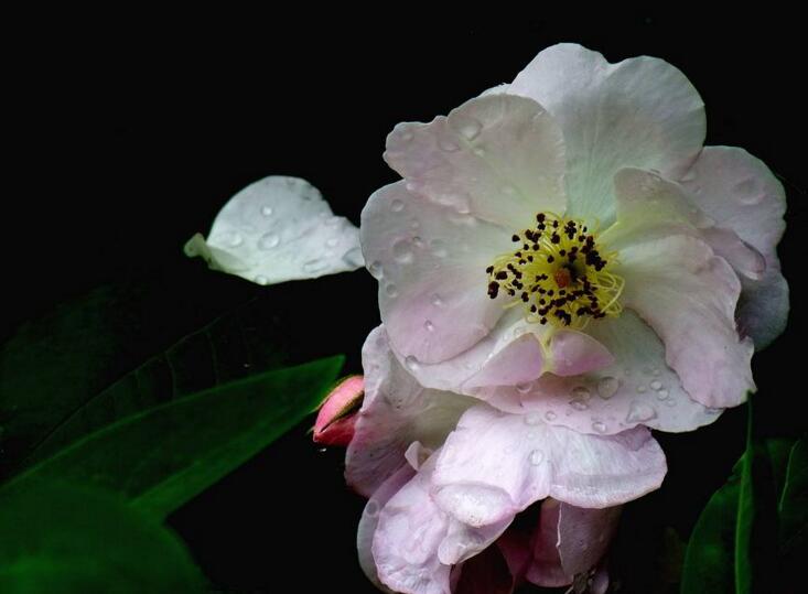 薔薇花焉了怎么辦，合理的澆水和光照很重要