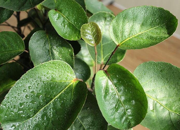 金錢樹夏天怎么澆水，要注意陰雨天氣的變化影響