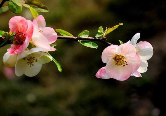 草本海棠花的養(yǎng)殖方法，老農(nóng)總結(jié)出七大最簡單養(yǎng)殖方法