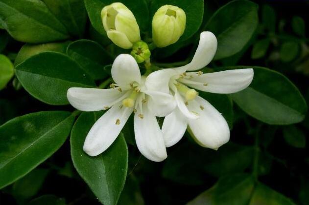 九里香幾月份開花，生長環境不同花期也不一樣