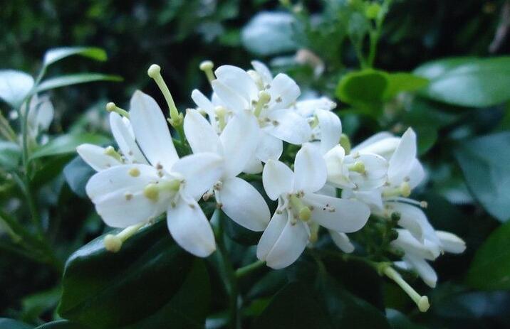 九里香幾月份開花，生長環境不同花期也不一樣