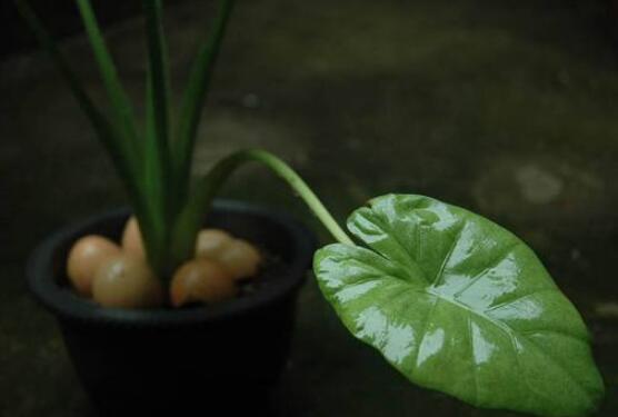 滴水觀音開花后怎么辦，及時修剪/注意溫度光照忌積水