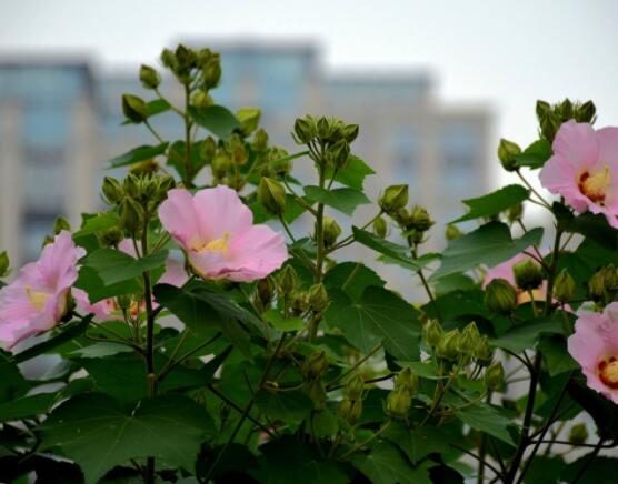 木芙蓉花怎么修剪，在每年萌芽和花謝后修剪最佳