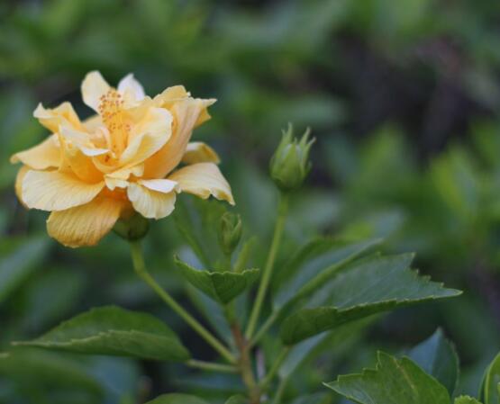 木芙蓉花怎么修剪，在每年萌芽和花謝后修剪最佳