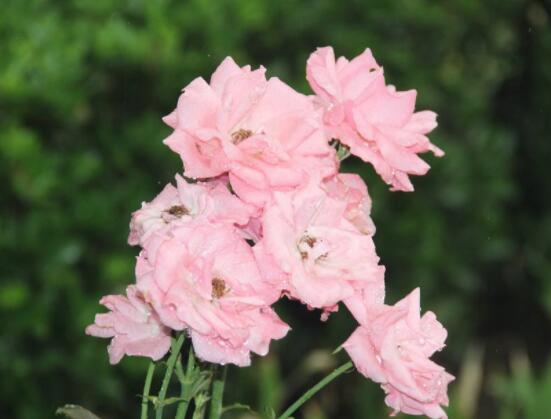 薔薇花的花語是什么，代表著一種思念的愛/不同顏色不同花語