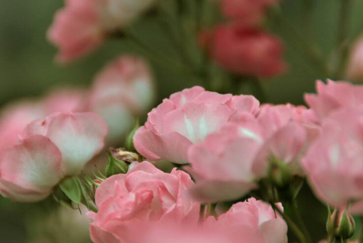 薔薇花怎么吃，可泡茶喝也可以煮魚湯一起吃