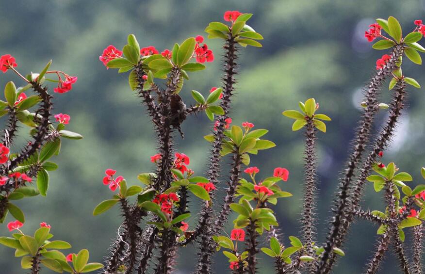 虎刺梅花期，養的好一年四季都可以開花