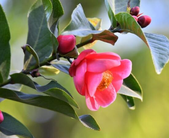 茶花有蕾不開花怎么辦，三種原因以及解決方法