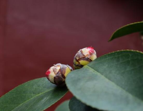 茶花有蕾不開花怎么辦，三種原因以及解決方法