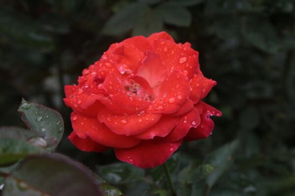 盆栽月季可以淋雨嗎，月季淋雨的四大好處