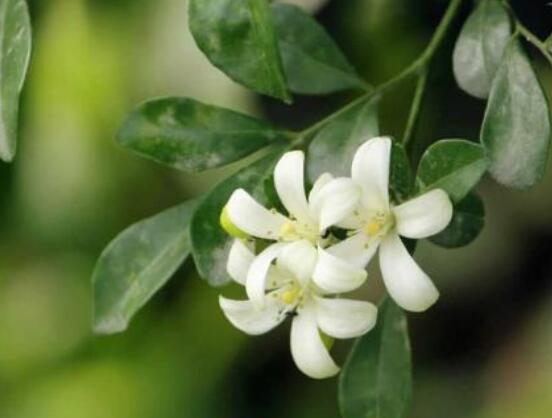 九里香每年開多少次花，一年獨開一次花(花期4-8月)