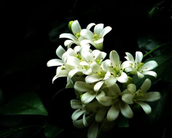 九里香每年開多少次花，一年獨開一次花(花期4-8月)