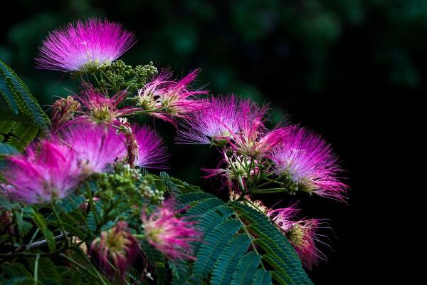 合歡花和芙蓉花怎么區分，可通過高度、產地、習性、花朵來區分