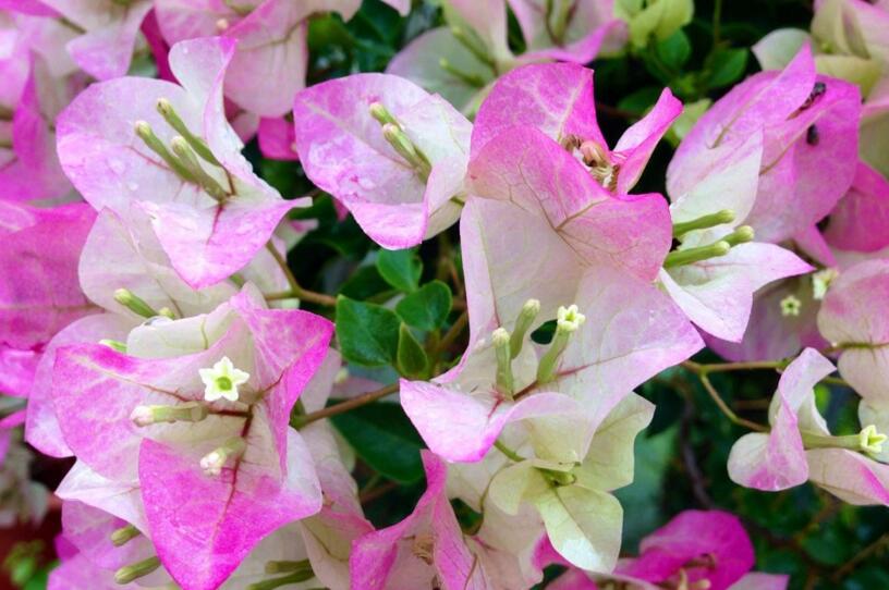 三角梅花期什么時候，養的好一年四季都可以開花