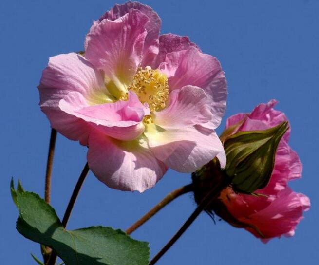 木芙蓉花什么時候開花，在每年的8到11月份開花