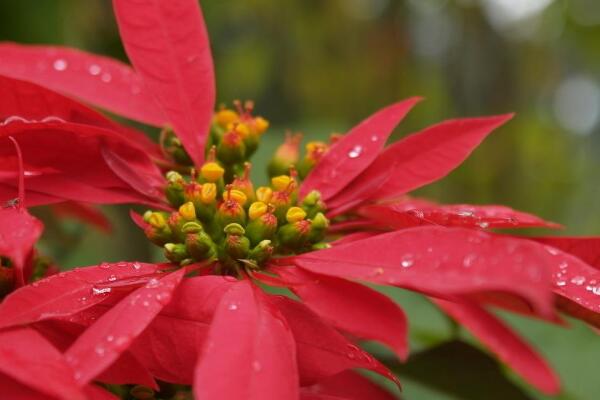 一品紅花養(yǎng)殖方法,一品紅的養(yǎng)殖技巧