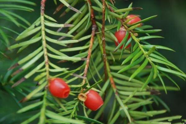 紅豆杉種植方法，種子種植的四大要點