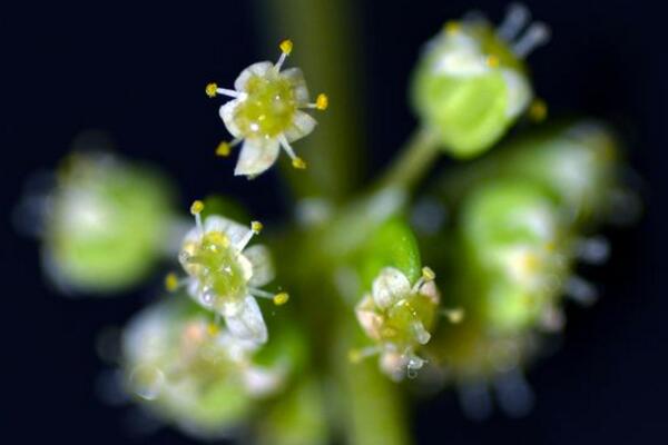 銅錢草開花了怎么辦，分為留種處理和不留種處理