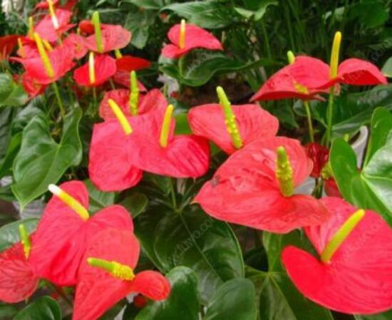 家里養(yǎng)紅掌好不好，好/具有凈化空氣、陶冶情操