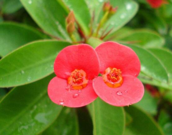 虎刺梅花期多少天，一年四季均可開花(養殖得當)