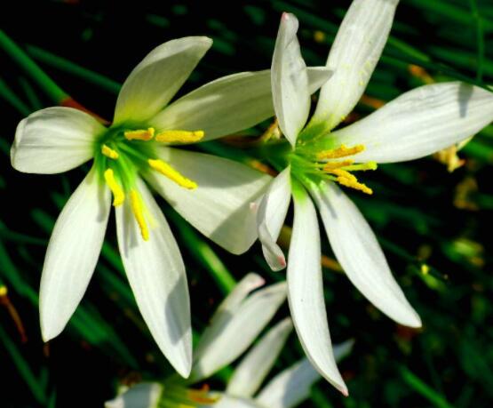 百合花開敗后從哪里剪，從殘花開始修剪保留球莖