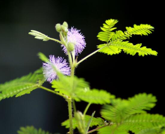 含羞草有什么功能，趣味性十足、預(yù)測天氣、凈化空氣