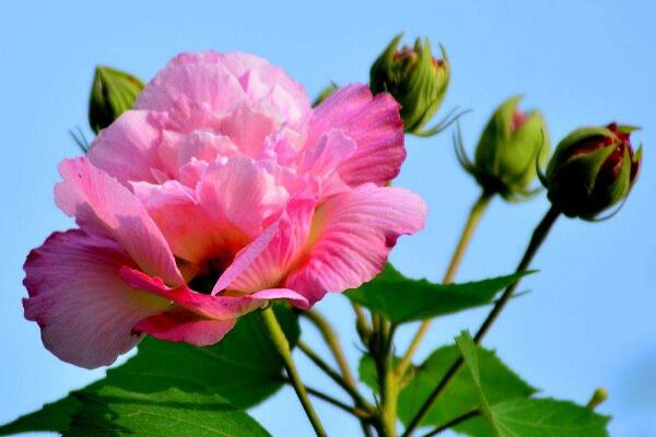 木芙蓉花有蕾不開花怎么回事，影響植株開花的5大因素