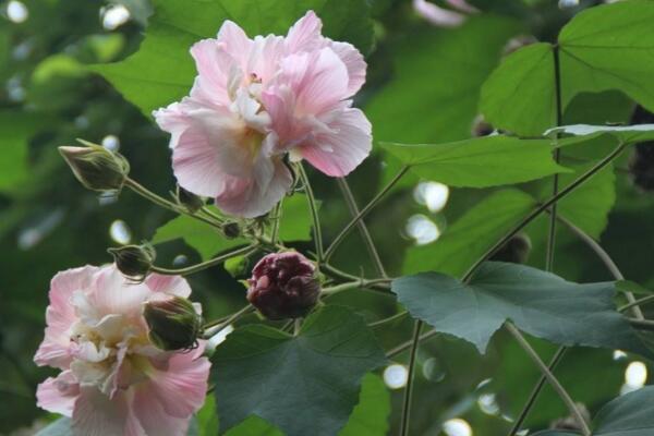 木芙蓉花有蕾不開花怎么回事，影響植株開花的5大因素