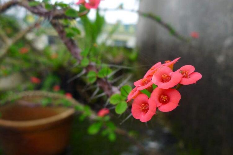 虎刺梅開花有毒嗎，有毒/家中有小孩的最好不要栽種