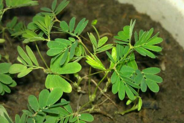 含羞草對人有什么好處，具有多重藥用功效