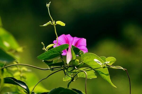 牽?；柵_種植方法，牽牛花的種植步驟詳解