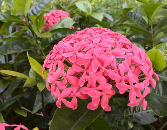 繡球花開花后如何修剪，花后一年修剪兩次(春秋季節)