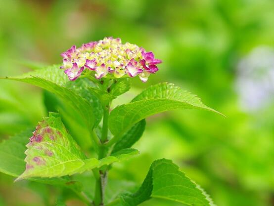 繡球花幾月份開花，每年6-8月間盛放(獨開一次)