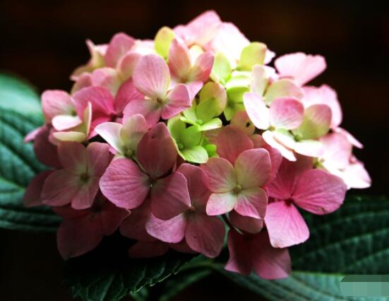 繡球花幾月份開花，每年6-8月間盛放(獨開一次)