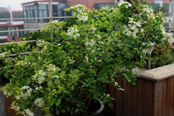 九里香的花期是什么時候，每年4月開花（花期為4個月）