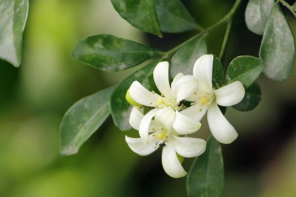 九里香的花期是什么時候，每年4月開花（花期為4個月）