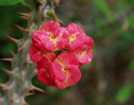 虎刺梅花能開多長時間，一年365天均可開花(春夏秋冬)