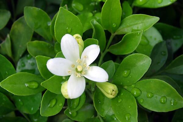 九里香花期多少，每年4月份開花（花期4個月）