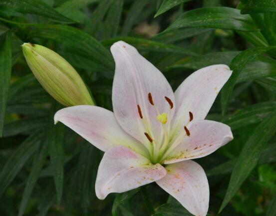 百合花種子怎么繁殖，播種繁殖存活率最高(養(yǎng)殖三年開(kāi)花)