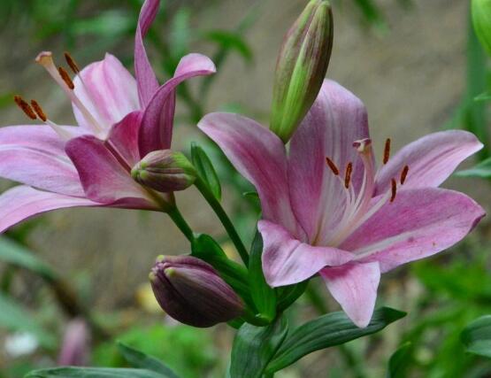 百合花種子怎么繁殖，播種繁殖存活率最高(養(yǎng)殖三年開(kāi)花)