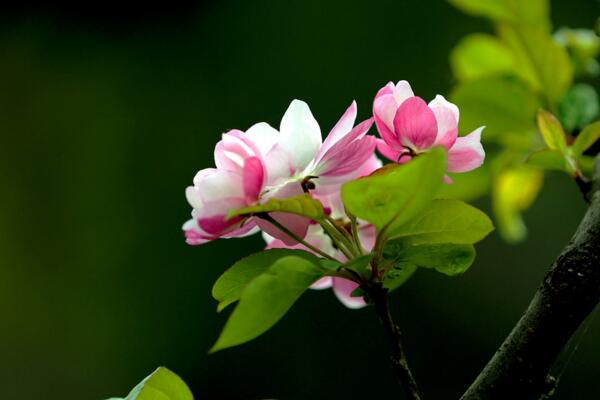 海棠花開的季節，春夏兩季開放（2個月花期）