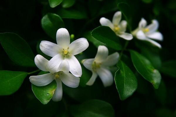 九里香開花嗎，以下技巧能讓九里香順利開花