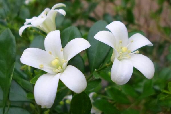 九里香開花嗎，以下技巧能讓九里香順利開花