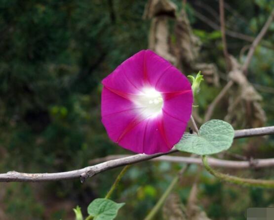 牽?；ㄊ裁醇竟濋_花，每年的夏秋開花(6-10月)