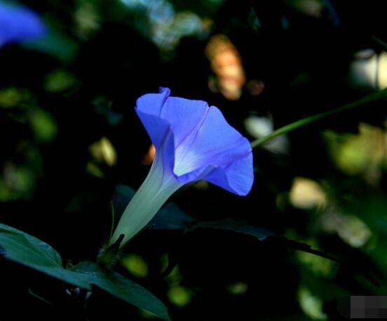 牽牛花什么季節開花，每年的夏秋開花(6-10月)