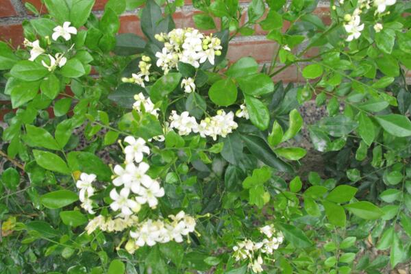 六月雪開花時(shí)間，每年的5-7月開花（6月開的最旺）