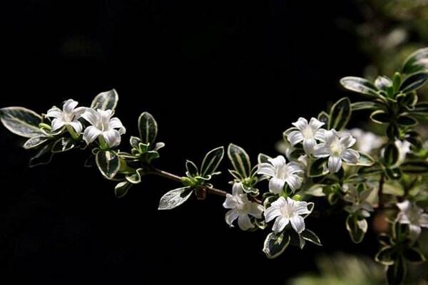 六月雪開花時(shí)間，每年的5-7月開花（6月開的最旺）